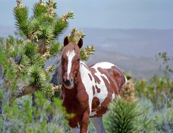Made in Nevada “Wild Paint Stallion” Color Photographic Print