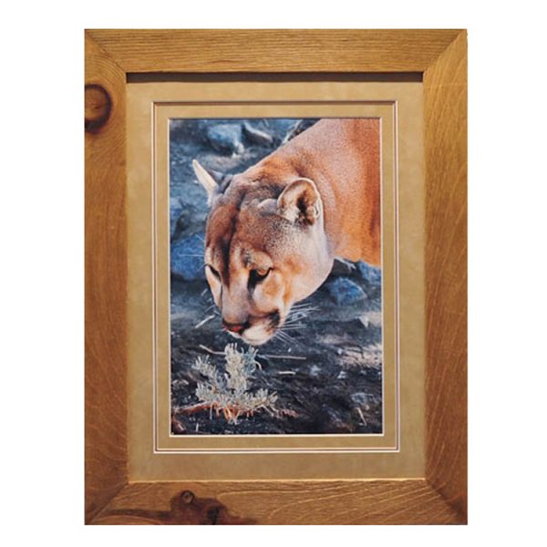 Cougar and Sage – framed print