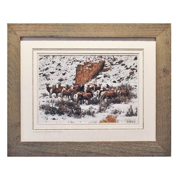 Made in Nevada Desert Bighorn Sheep – Framed print
