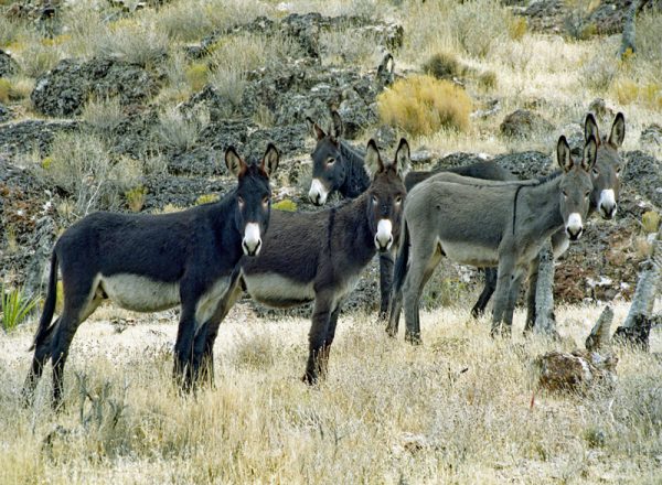 Made in Nevada “Wild Burros” – Color Photographic Print
