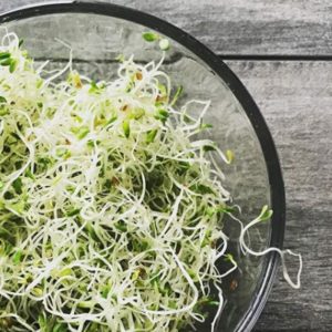 Product image of  ALFALFA SPROUTS 6 OZ.