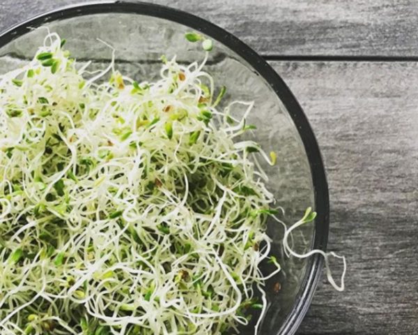 Product image of  ALFALFA SPROUTS 6 OZ.