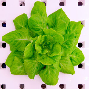 Product image of  Lettuce Varieties