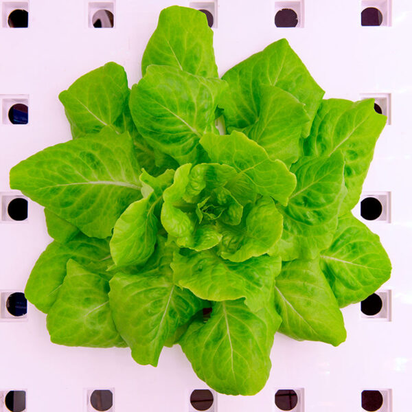 Product image of  Lettuce Varieties