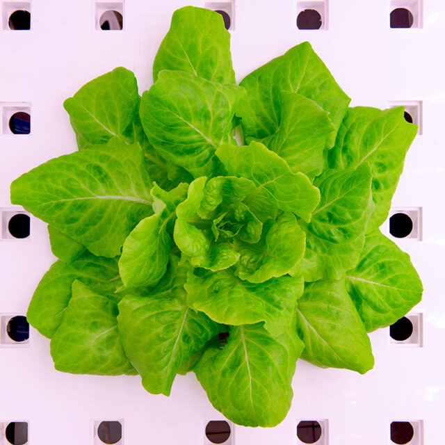 Lettuce Varieties Made in Nevada