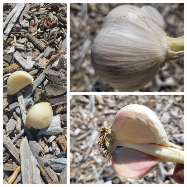 Product image of  Garlic