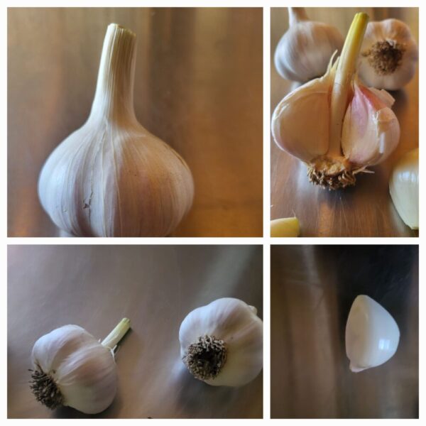 Product image of  Garlic