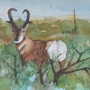 Product image of  Pronghorn Antelope Original Watercolor Painting Desert Wildlife