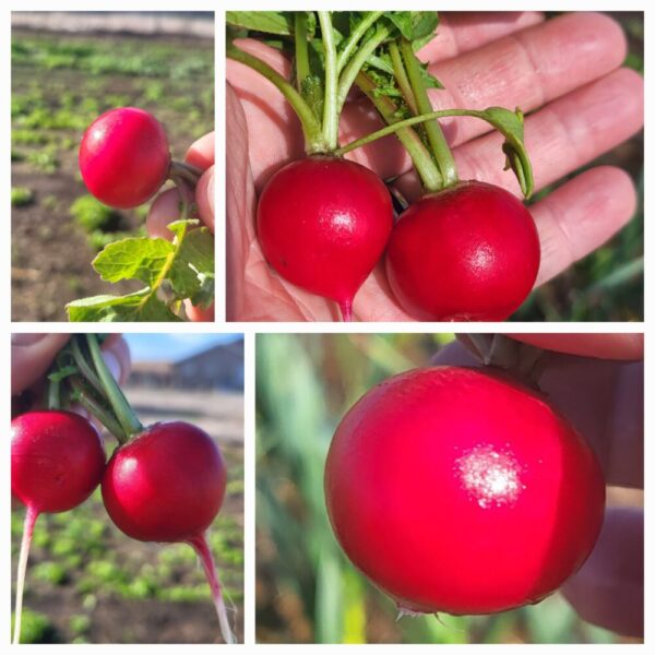 September 2024 Produce Box with Eggs