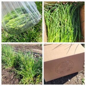 Product image of  Chives