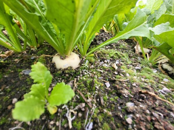 Hakurei Turnips!!!