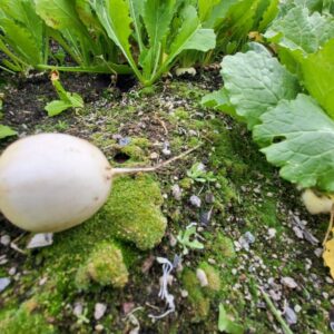 Hakurei Turnips!!!