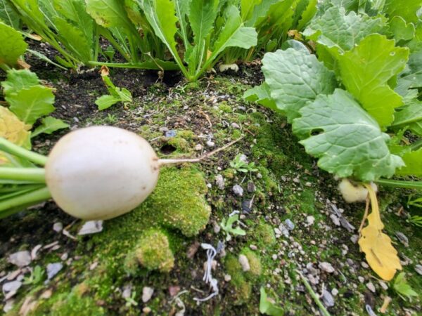 Hakurei Turnips!!!