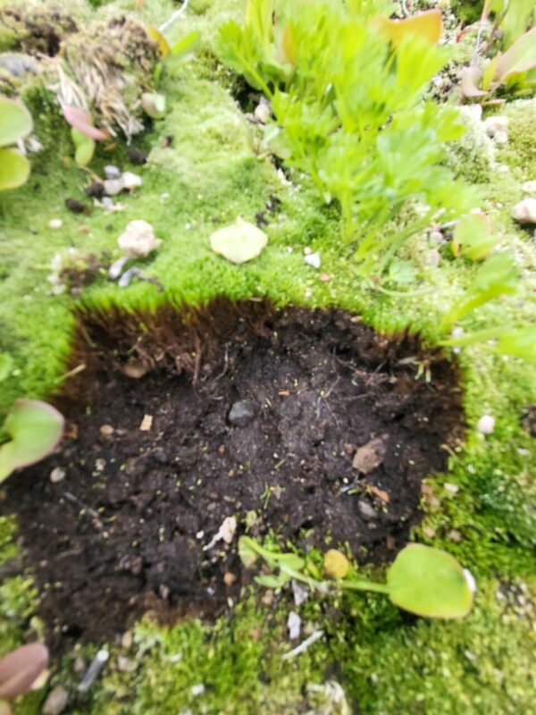 Moss for Terrarium