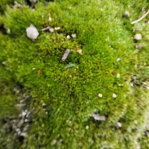 Moss for Terrarium