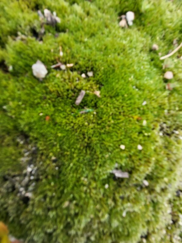 Moss for Terrarium