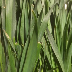 Wheatgrass