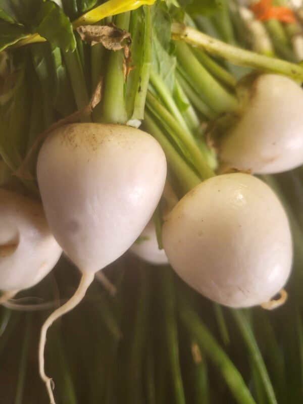 Hakurei Turnips!!!