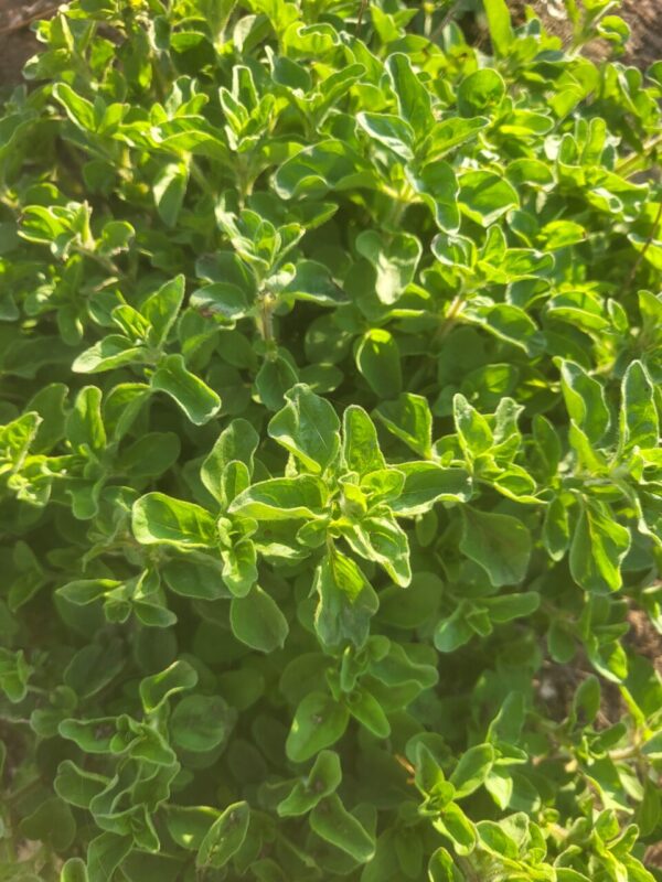 Spicy Oregano