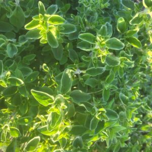 Spicy Oregano