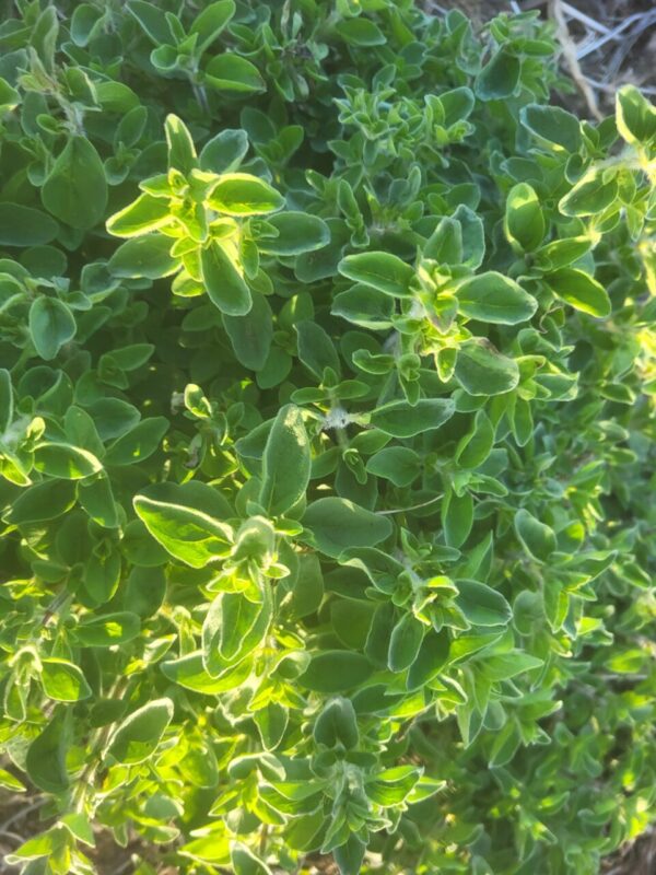 Spicy Oregano