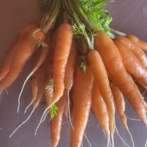 Carrots