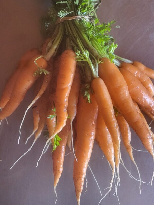 Carrots
