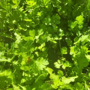 Calypso Cilantro