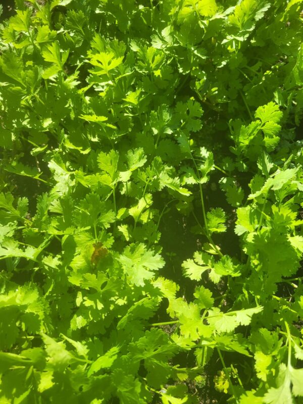 Calypso Cilantro