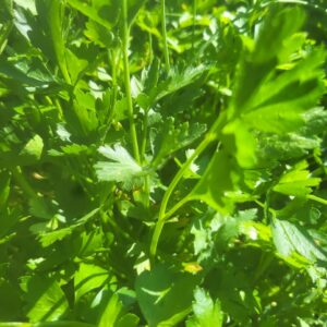 Flat Leaf Italian Parsley