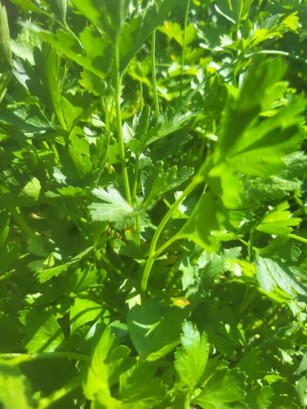 Flat Leaf Italian Parsley
