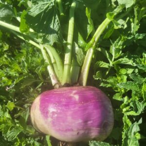 Purple Top Turnips