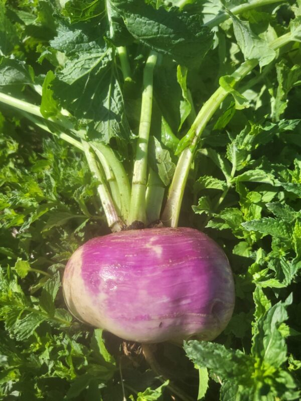 Purple Top Turnips