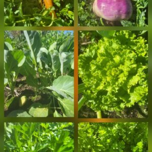 Seasonal Vegetable Box Without Eggs