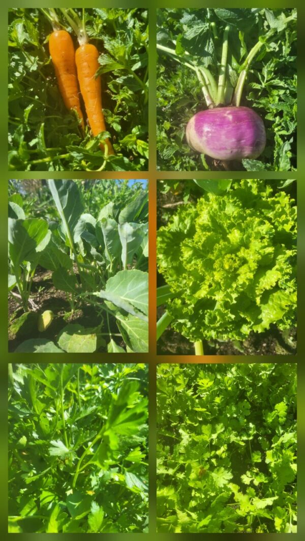 Seasonal Vegetable Box Without Eggs
