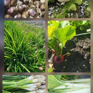 Seasonal Vegetable Box with Eggs