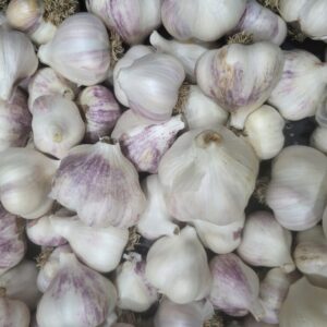 Garlic