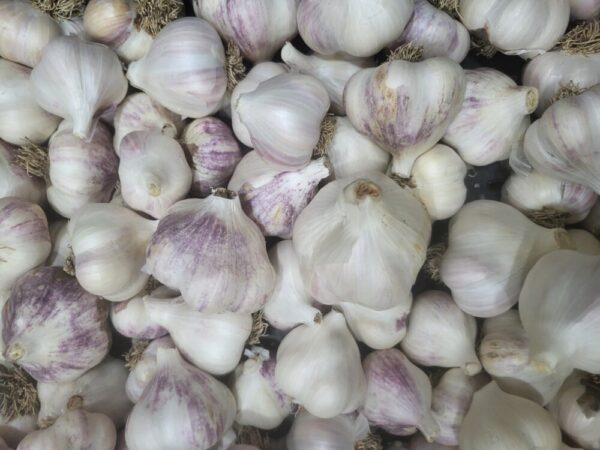 Garlic