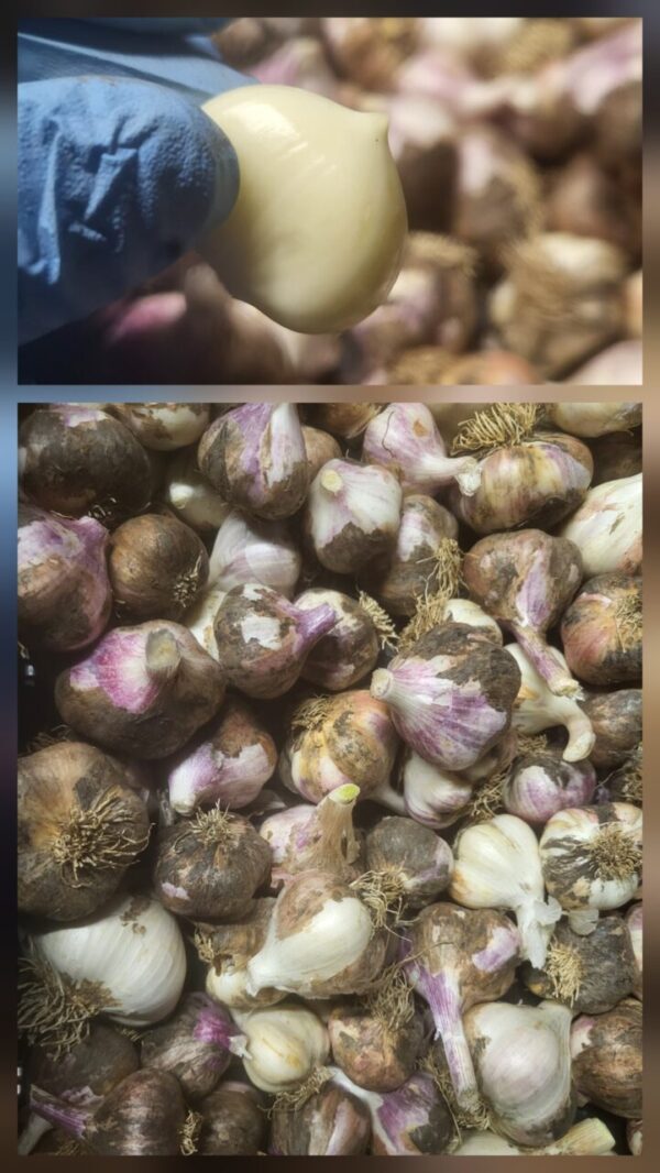 Garlic