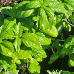 Genovese Basil