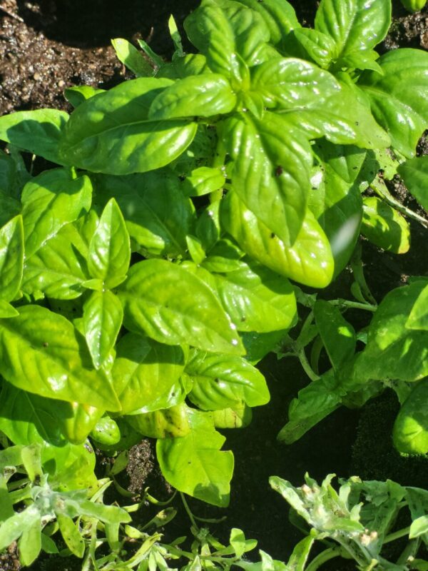 Genovese Basil