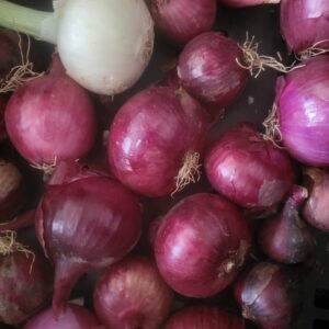 Red, White and Yellow Onions