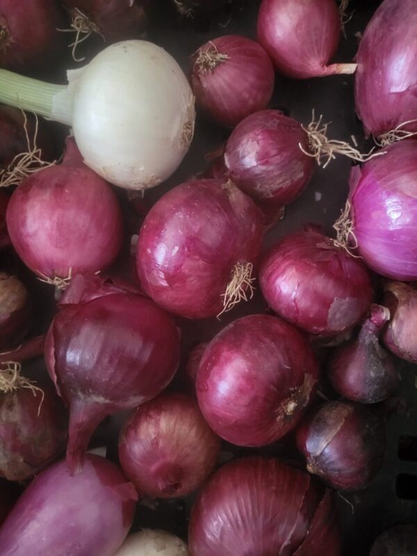 Red, White and Yellow Onions