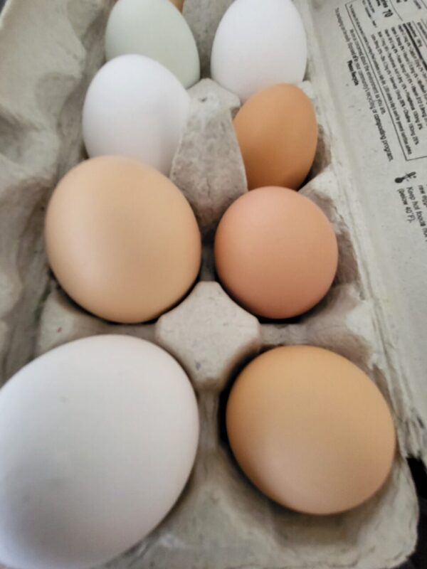 Eggs, 4 dozen