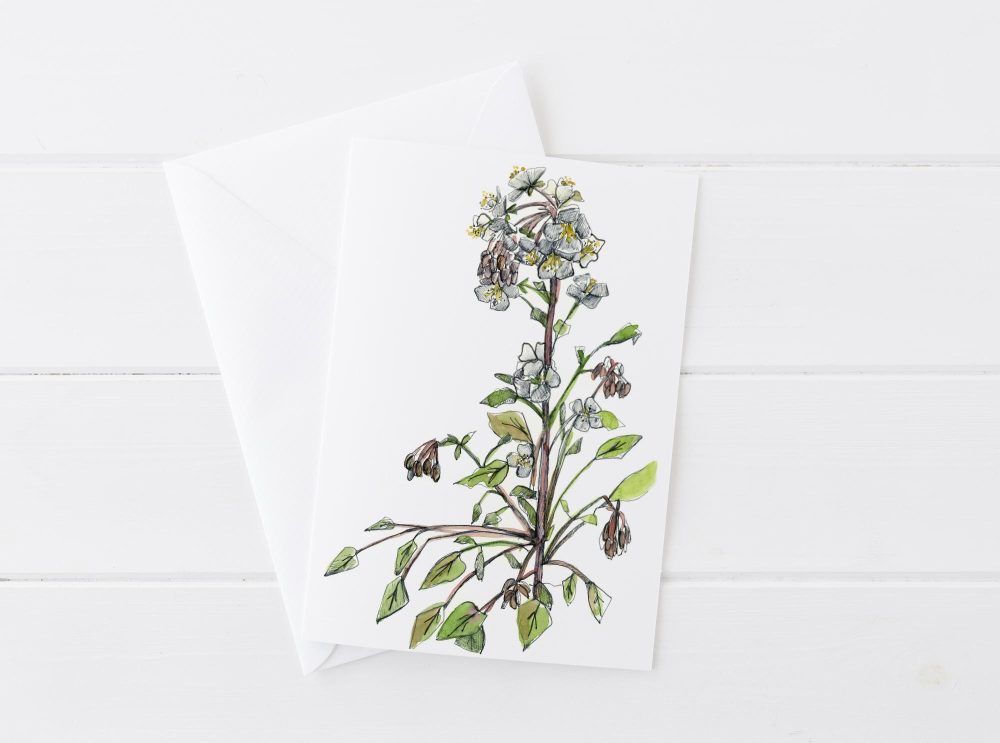Desert Wildflowers Indian Paintbrush Lupines Primrose Blank Card Set