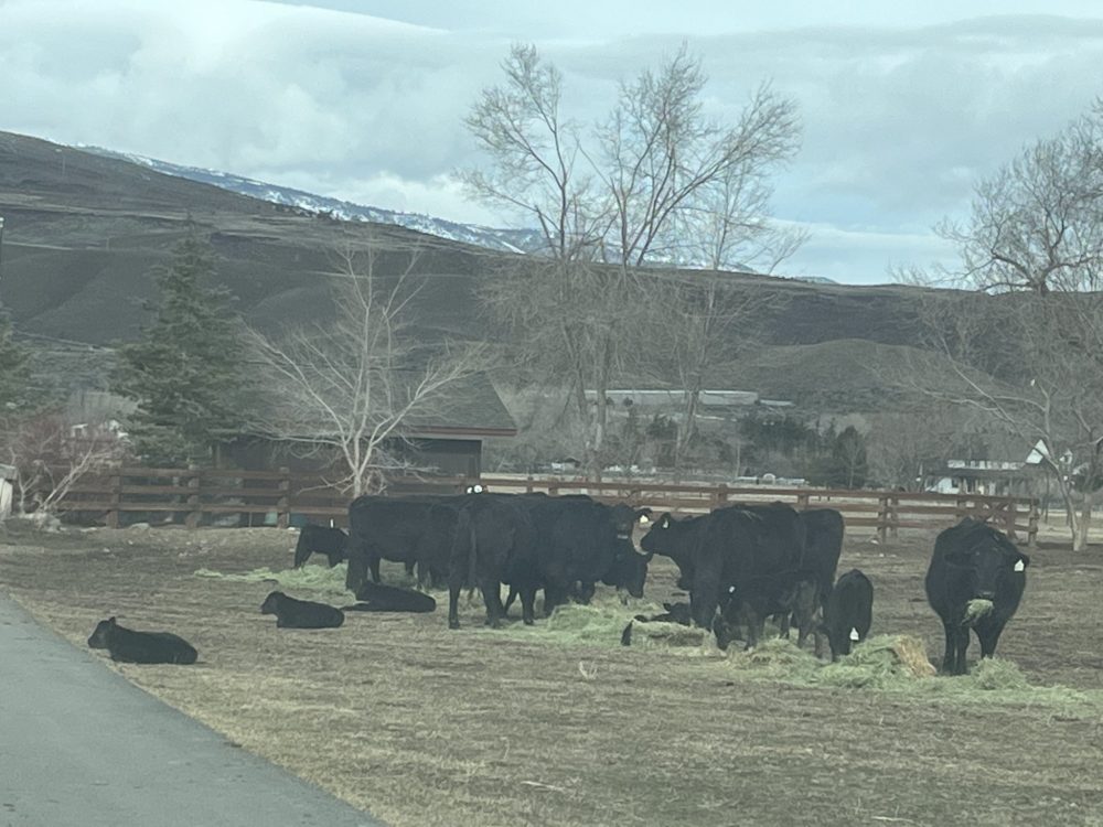 Local Ranch Raised, Grass-Fed, Grass-Finished Beef Secure now with your non-refundable commitment fee.